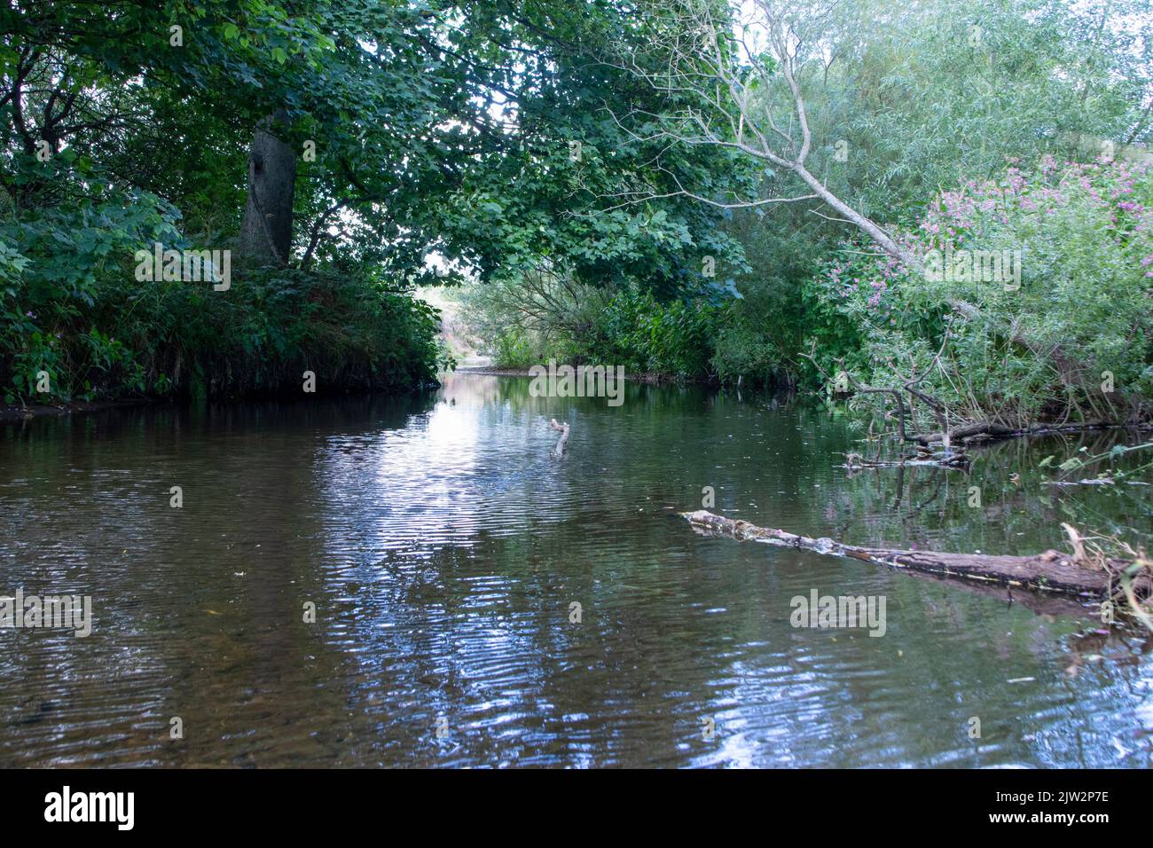 Vista sul fiume Browney in estate Foto Stock
