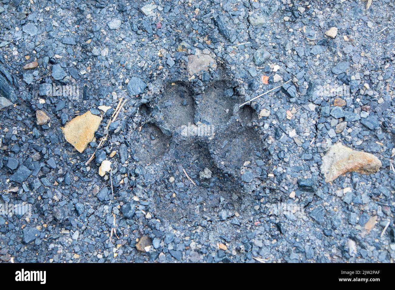 Cingolo del cane nel fango Foto Stock