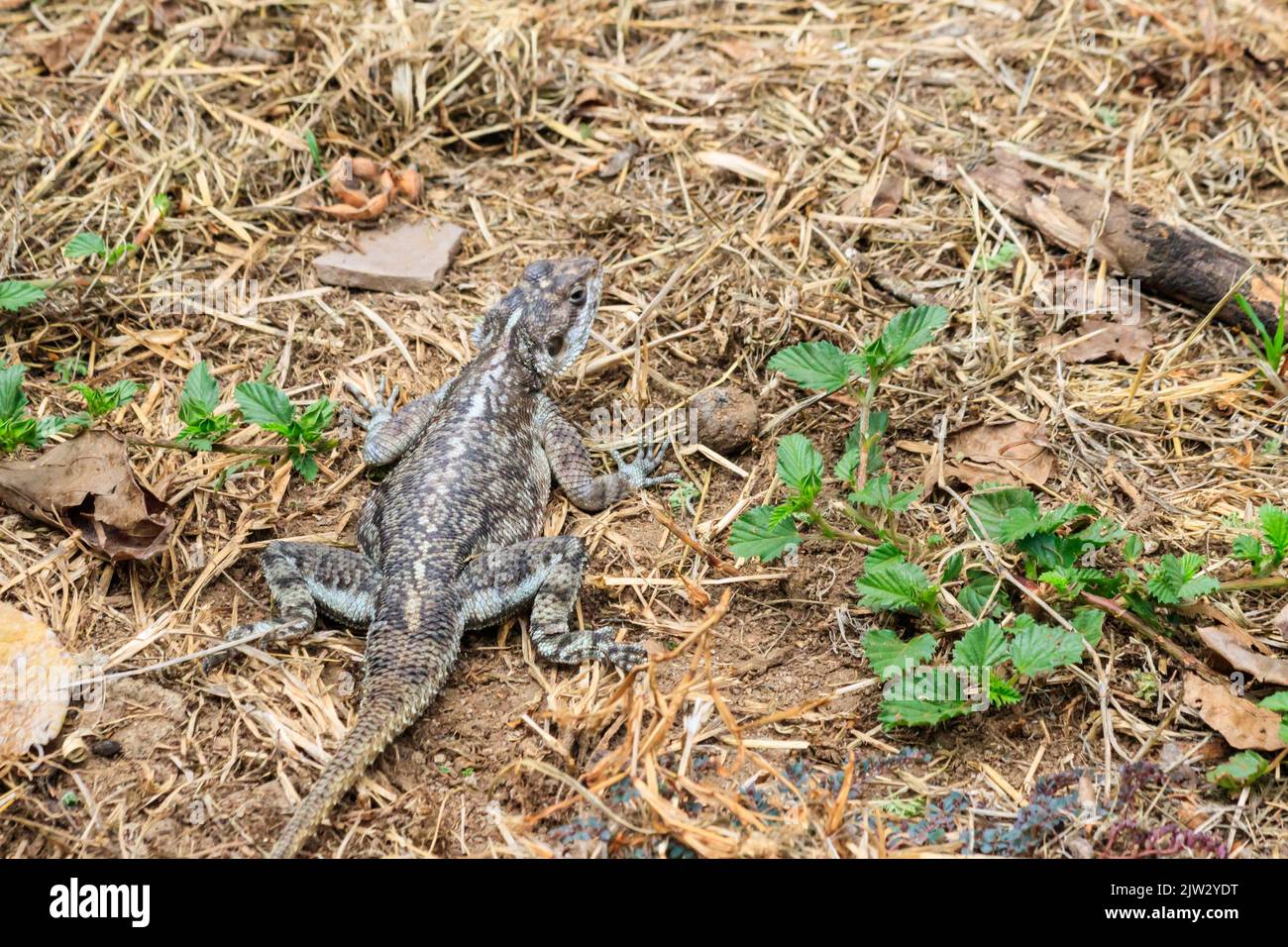 Female mwanza a testa piatta agama (AGAMA mwanzae) o il Spider-Man agama sul terreno nel Parco Nazionale di Serengeti, Tanzania Foto Stock