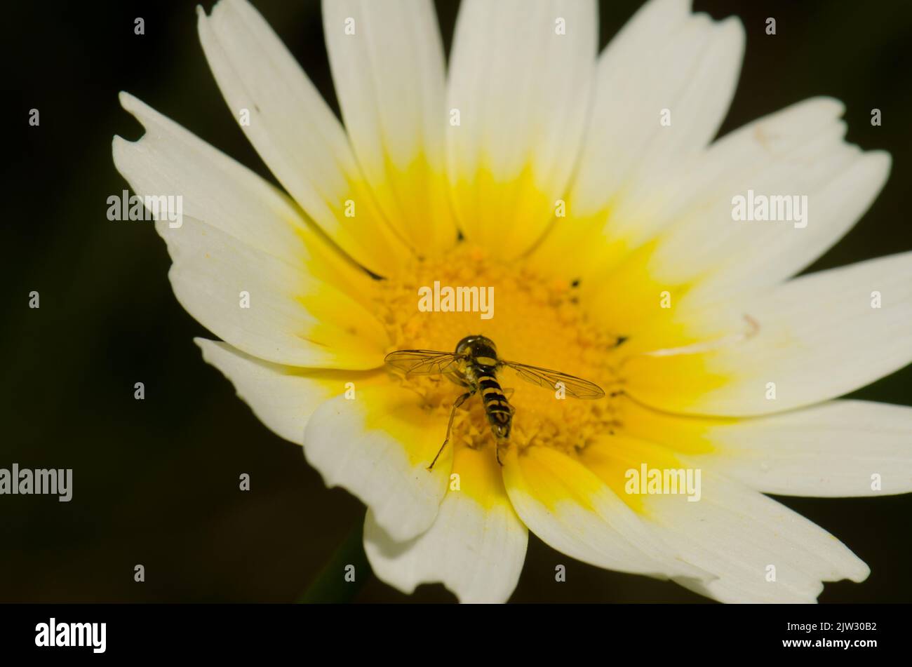 Maschio a mosca lunga Sphaerophoria scripta su un fiore di crisantemo ghirlanda Glebionis coronaria. San Lorenzo. Isole Canarie. Spagna. Foto Stock