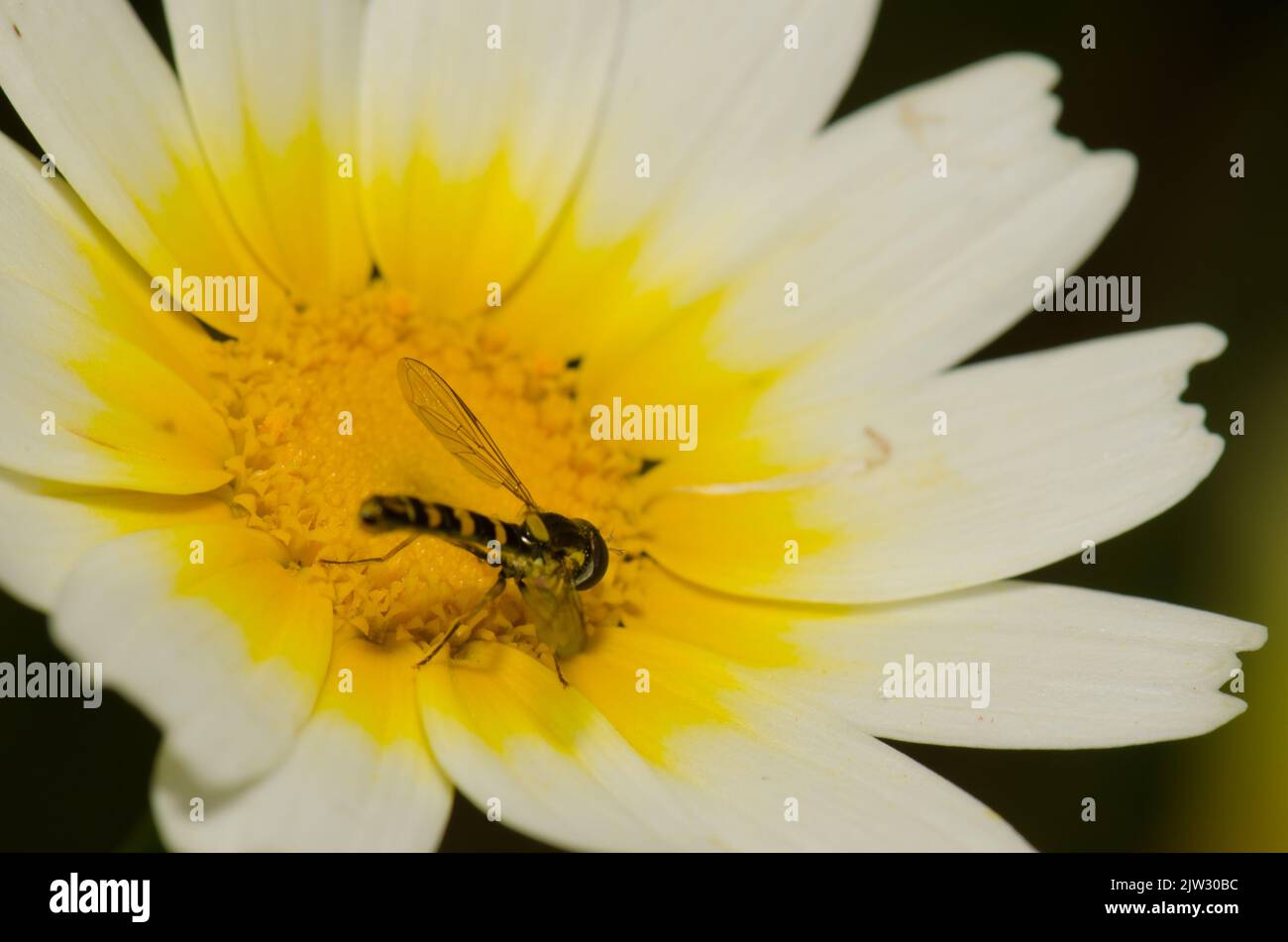 Maschio a mosca lunga Sphaerophoria scripta su un fiore di crisantemo ghirlanda Glebionis coronaria. San Lorenzo. Isole Canarie. Spagna. Foto Stock