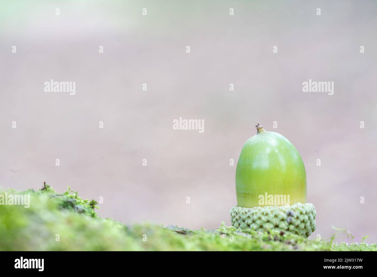 Acorno singolo su un log con perdita di dati Foto Stock