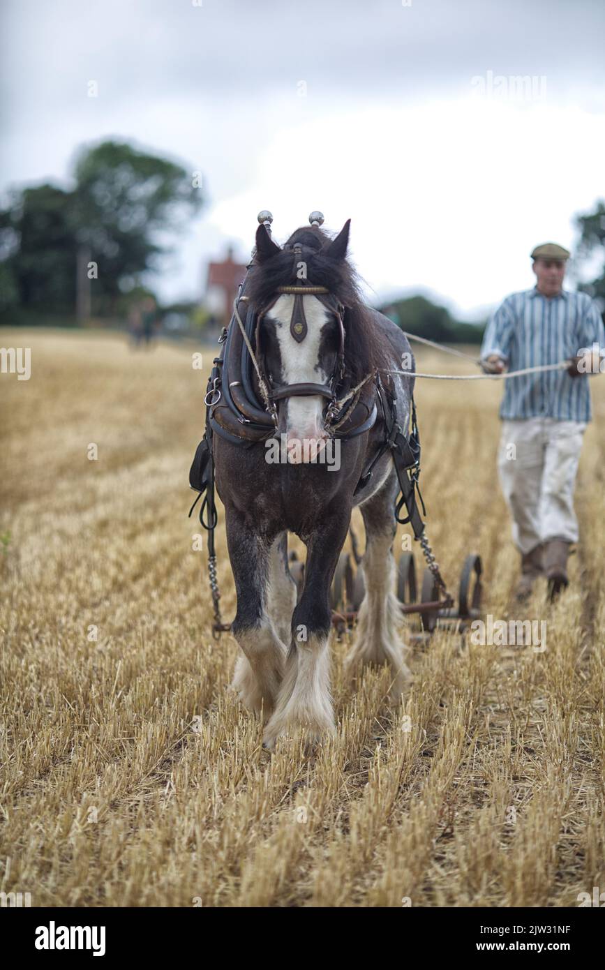 Aratro trainato da cavalli, cavallo Shire che tira un timone Foto Stock