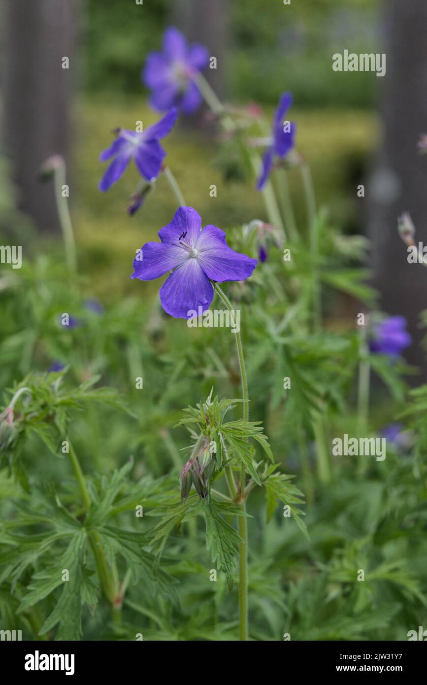 Legno fiore cranesbill Foto Stock