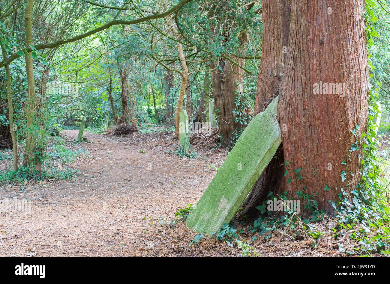 Lapide sorretta da un albero nel vecchio cimitero di Southampton Foto Stock