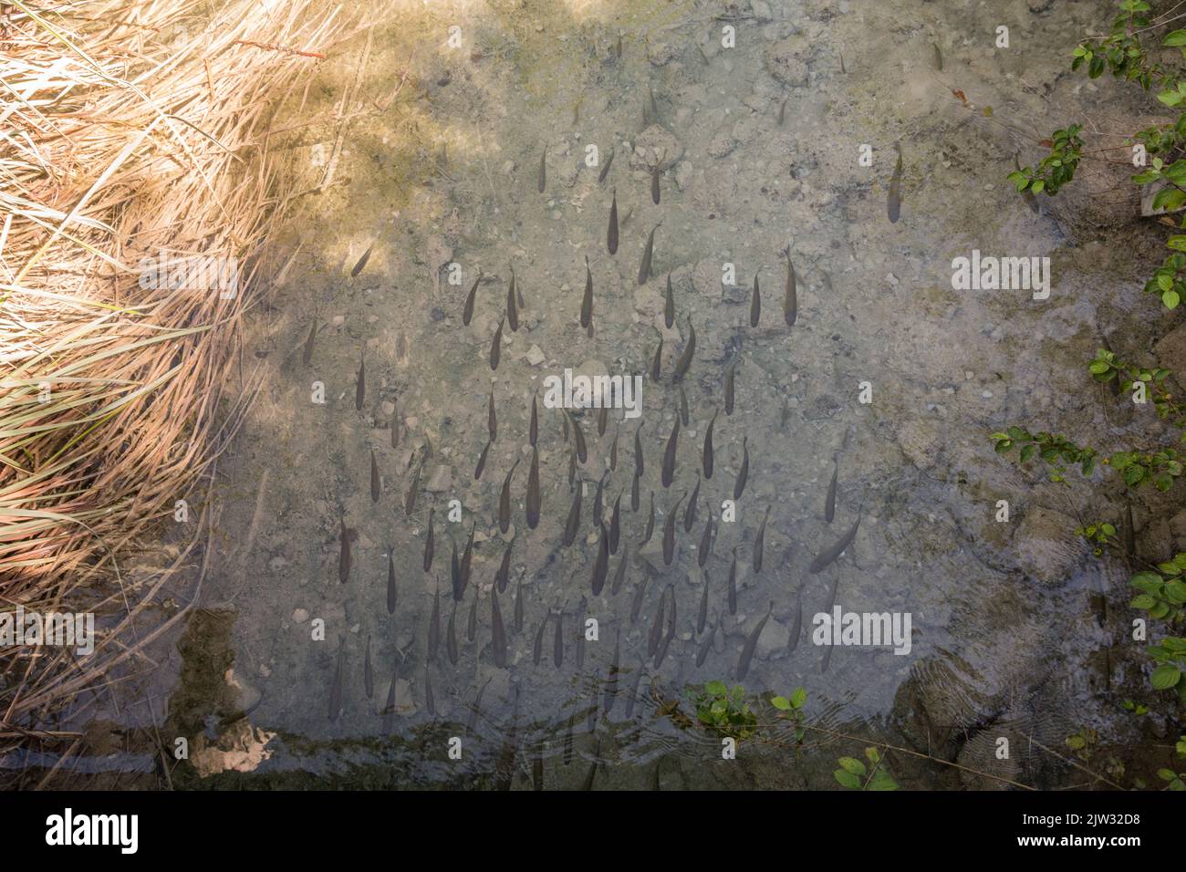 Una branco di pesci visto dall'alto nell'acqua limpida sotto la superficie di una piscina. Parco Nazionale dei Laghi di Plitvice, Croazia. Europa Foto Stock