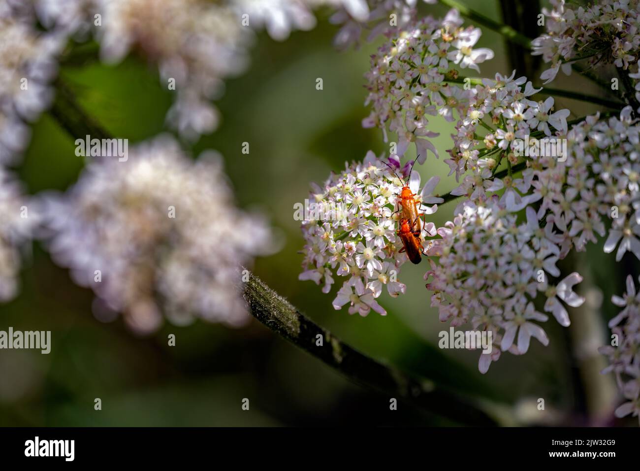 Rhagonycha fulva o soldati rossi coleotteri su comune zoccoli in estate Foto Stock