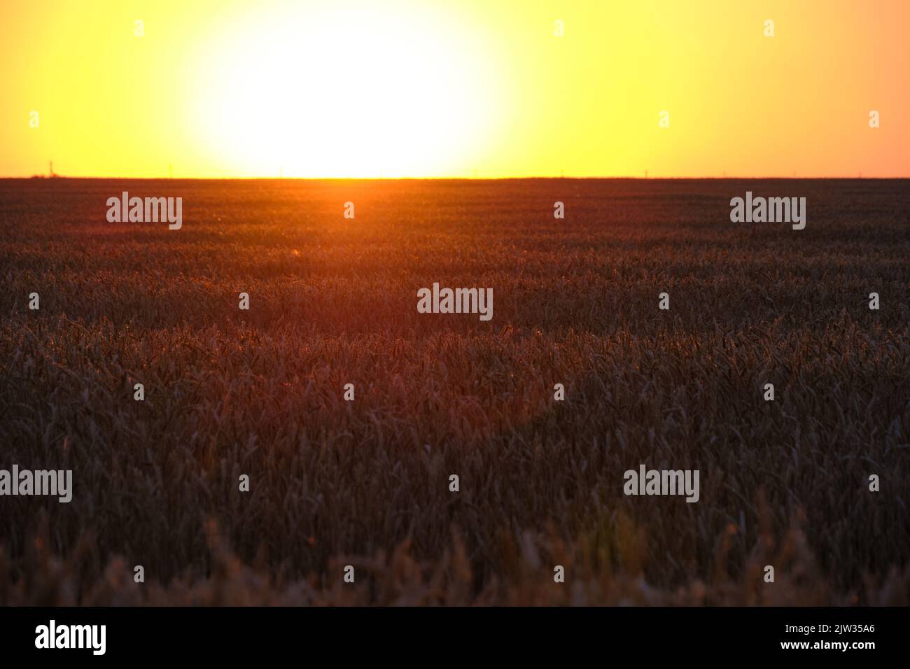 Campo con sfondo grano maturo luminoso arancio tramonto Foto Stock