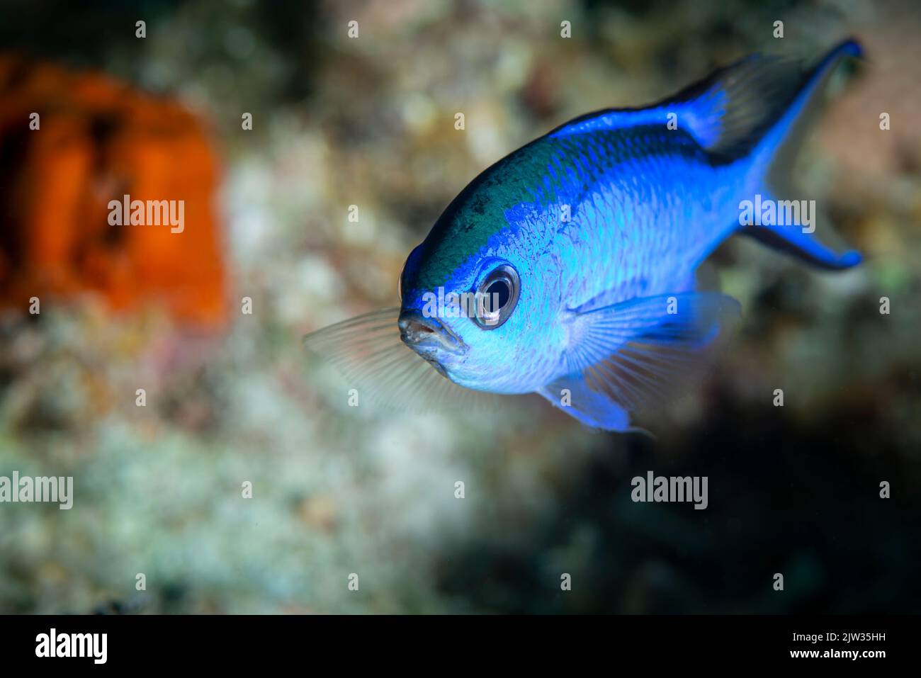Pesce chromis blu che nuota su una barriera corallina al largo dell'isola tropicale di Little Cayman. Foto Stock