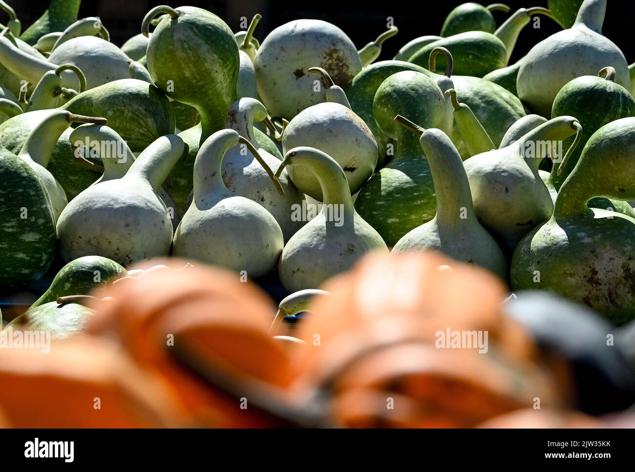 Klaistow, Germania. 03rd Set, 2022. I calabaschi vengono venduti a margine della Fiera delle zucche Berlino-Brandeburgo del 19th a Spargelhof Buschmann e Winkelmann. È la più grande mostra di zucca di Berlino e Brandeburgo. Quest'anno ha il tema Underwater Worlds con il titolo 'Pumpkin, Coast, COD'. Credit: Jens Kalaene/dpa/Alamy Live News Foto Stock