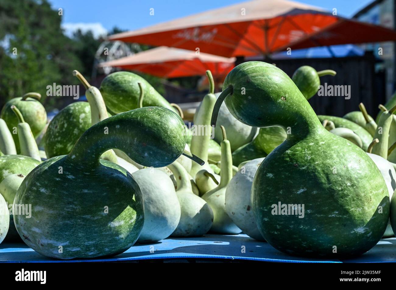 Klaistow, Germania. 03rd Set, 2022. I calabaschi vengono venduti a margine della Fiera delle zucche Berlino-Brandeburgo del 19th a Spargelhof Buschmann e Winkelmann. È la più grande mostra di zucca di Berlino e Brandeburgo. Quest'anno ha il tema Underwater Worlds con il titolo 'Pumpkin, Coast, COD'. Credit: Jens Kalaene/dpa/Alamy Live News Foto Stock