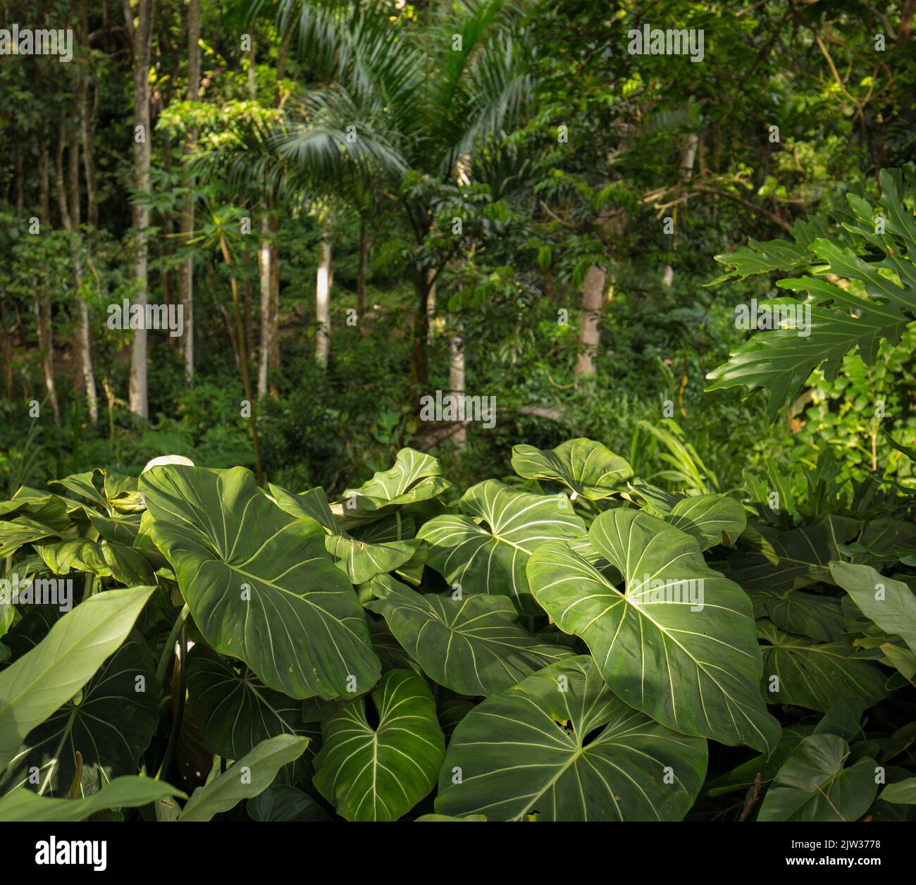 Grande-pianta della giungla di lievito in Hawaii. Foto Stock