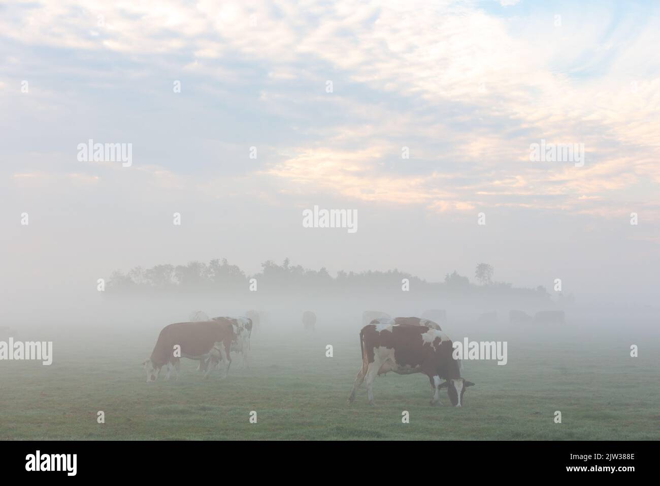 Una mandria di mucche pascolano su una prateria fredda e nebbiosa in una giornata nuvolosa nel villaggio di Warmond, nei Paesi Bassi. Foto Stock