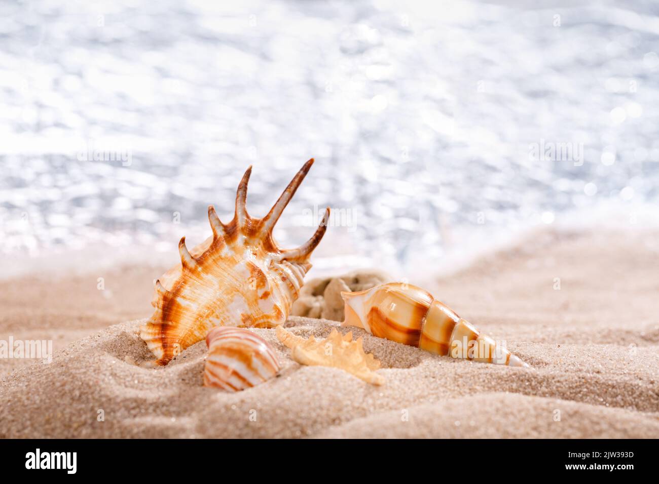 Scorpion ragno conchiglia e altre conchiglie in sabbia su uno sfondo di mare. Conchiglie di molluschi. Vacanza mare a tema. Primo piano. Foto Stock