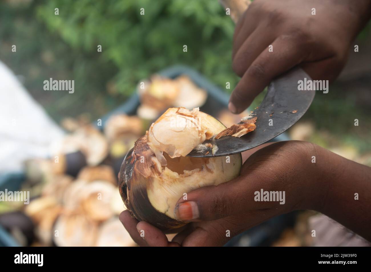 Hand Holding taglio o pelatura fresco di Apple di ghiaccio indiano Un frutto di palma anche chiamato Nungu, Pananungu o Palmyra frutta. Un refrigerante naturale, Juicy Foto Stock