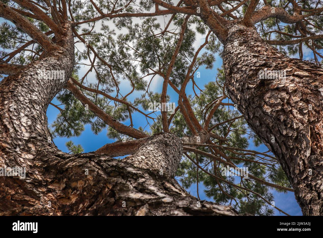 Sotto Vista dell'albero di conifere in Europa. Guarda in alto pianta alta in natura. Foto Stock