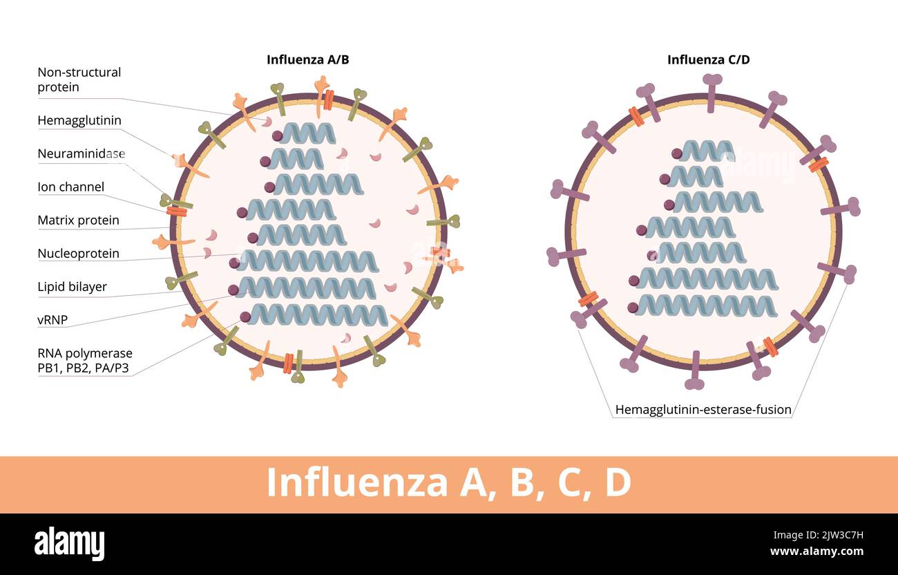 Influenza (tipi A, B, C, D). Quattro tipi di cellule del virus dell'influenza, influenza A e B (emagglutinina e neuraminidasi) e influenza C e D. Illustrazione Vettoriale