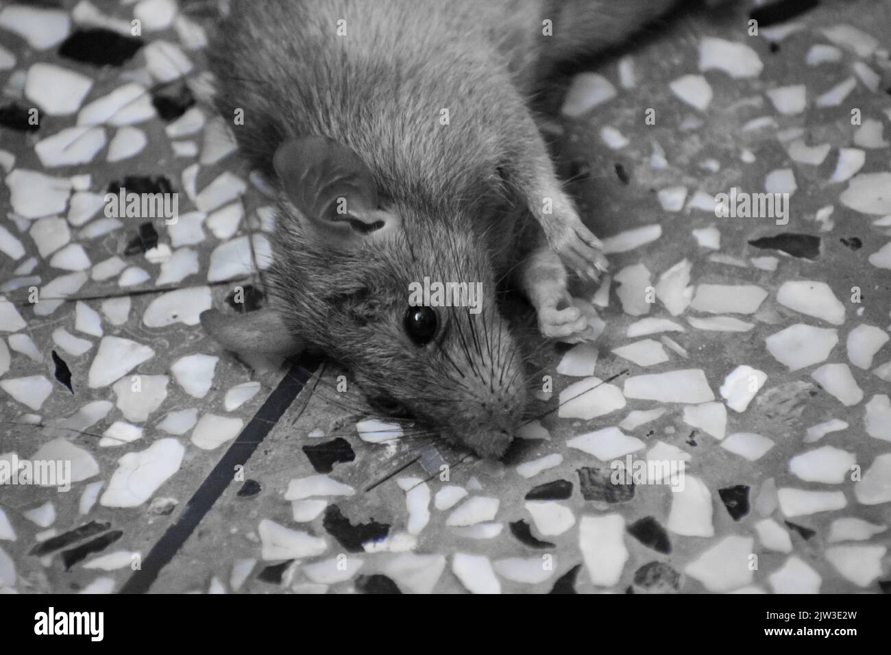 Ratto di fogna immagini e fotografie stock ad alta risoluzione - Alamy
