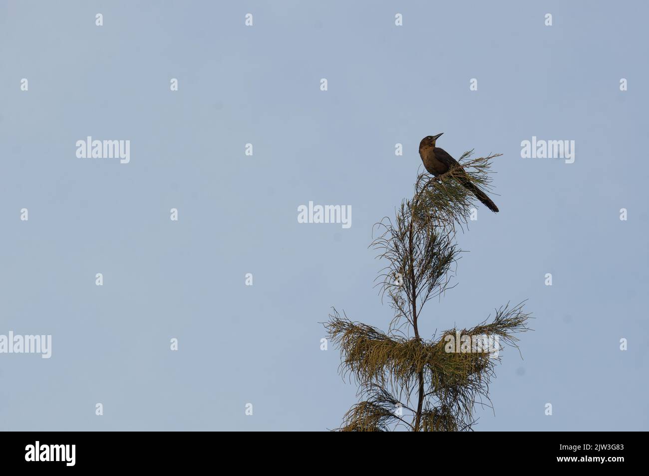 Uccelli selvatici su pini Foto Stock