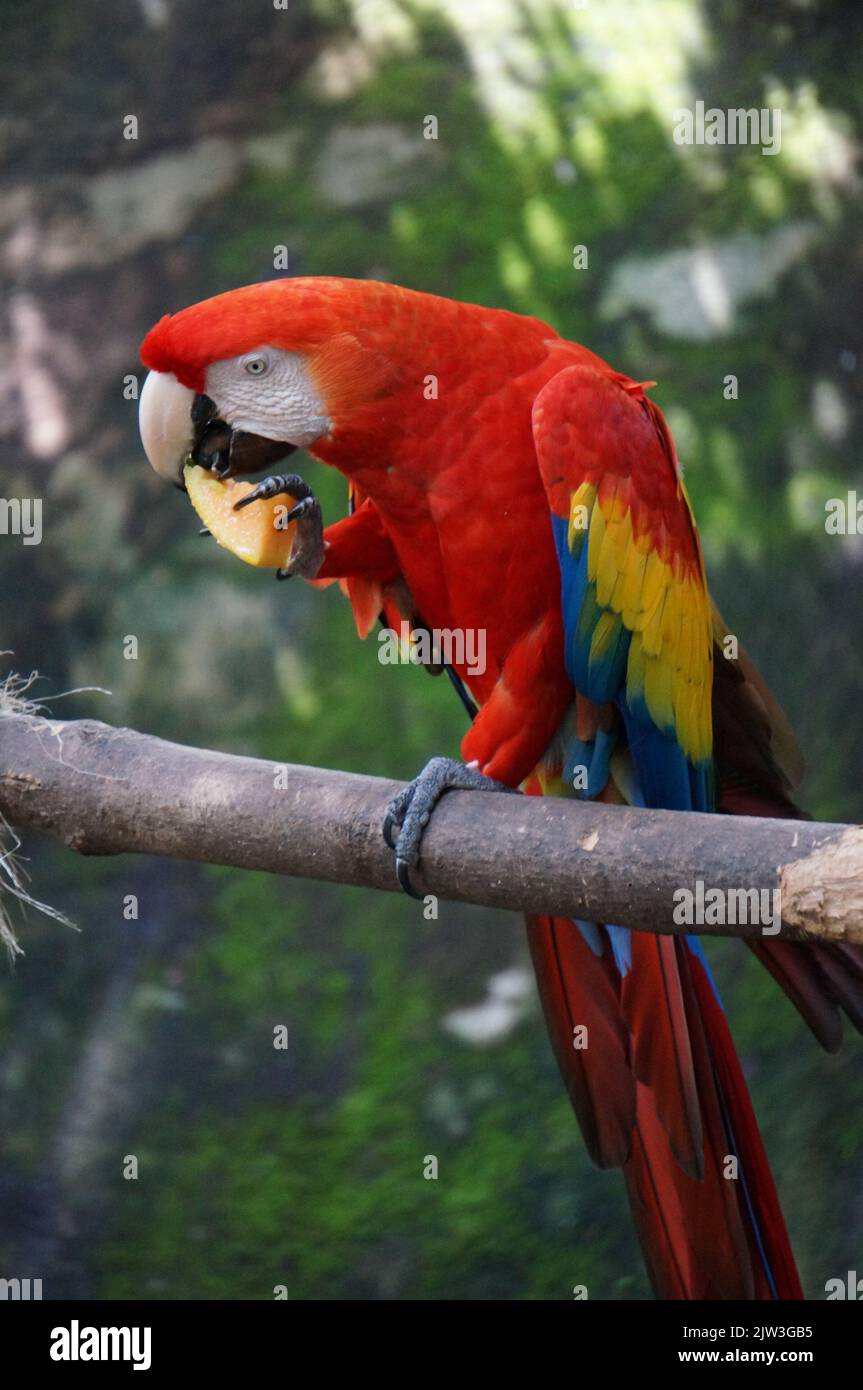 Macaw allo Zoo di Guadalajara Foto Stock