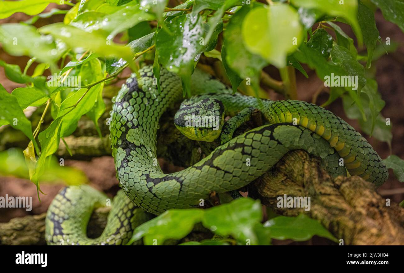 Pitviper verde dello Sri Lanka (Trimeresurus trigonocephalus), ritratto, endemico dello Sri Lanka Foto Stock