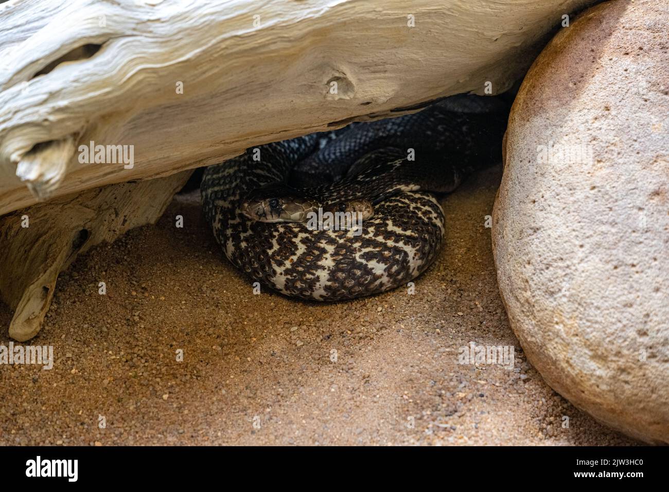 Due Naja Naja intrecciate. Una testa guarda a destra e l'altra a sinistra. Foto Stock