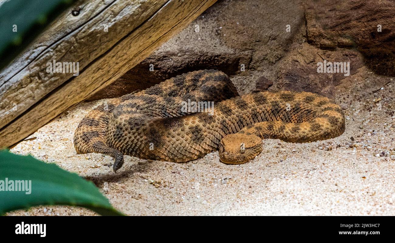 Viper corneo, Viper a naso lungo o sommatore comune di sabbia (Ammoditi Vipera) Foto Stock