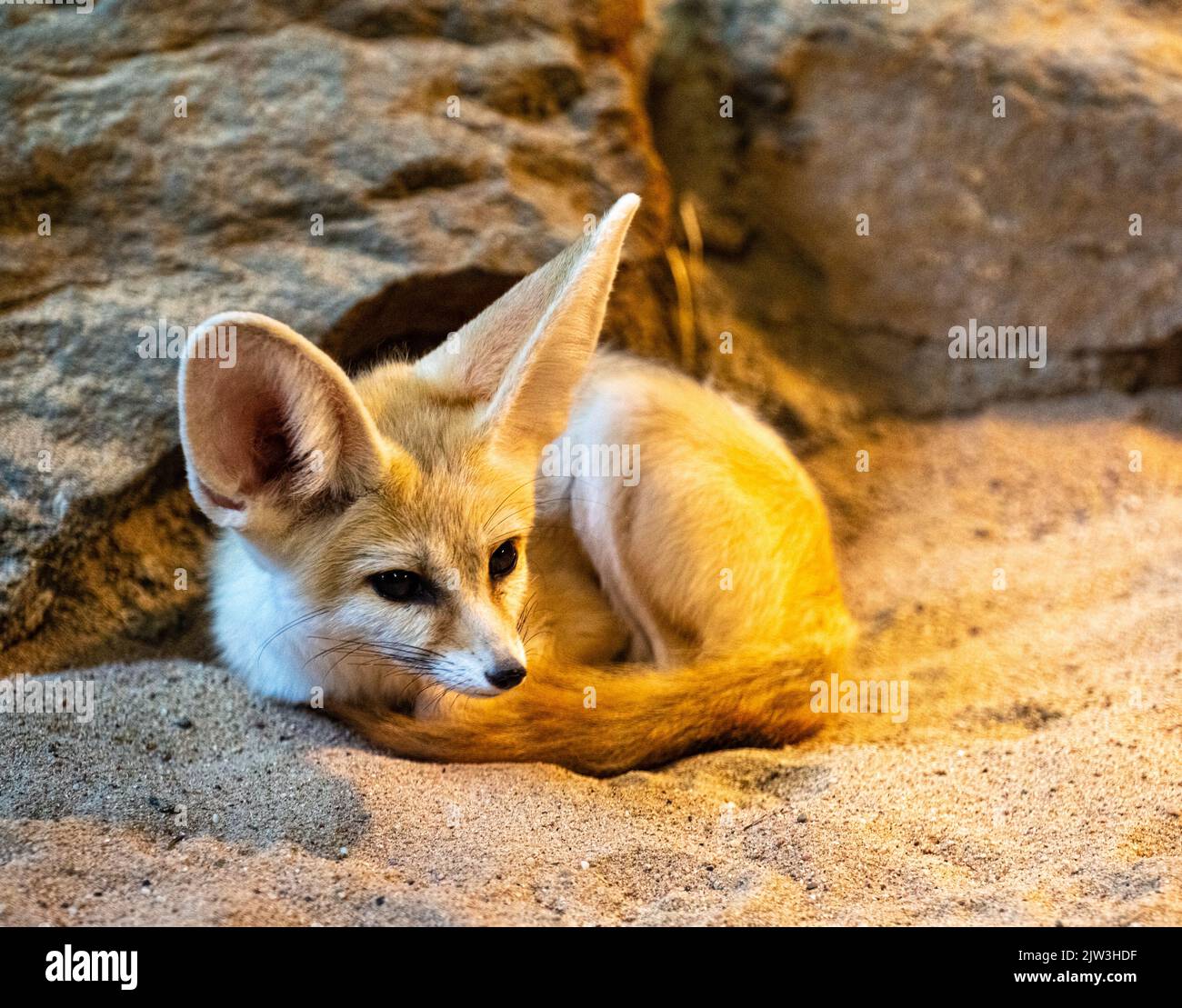 Fennec fox (Vulpes zerda) sta riposando, ma rimane vigile Foto Stock