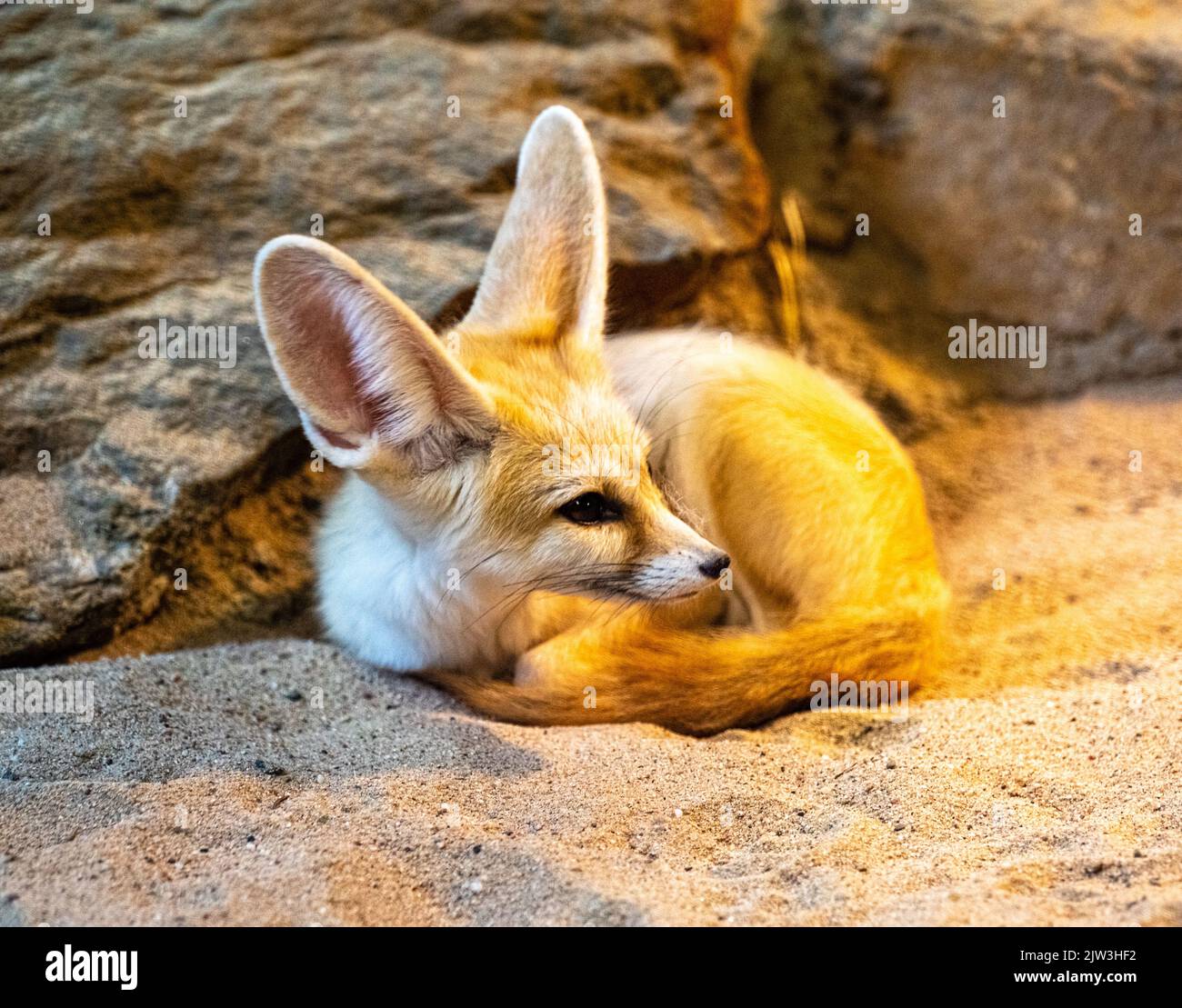 Fennec fox (Vulpes zerda) sta riposando, ma rimane vigile Foto Stock