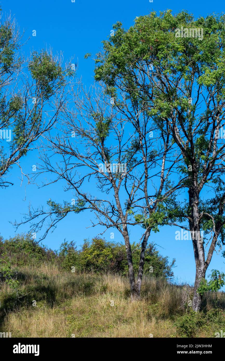 Segni di malattia di dieback della cenere negli alberi della cenere (Fraxinus excelsior), causati da Hymenoscyphus fraxineus, un fungo dell'ascomycete, Regno Unito Foto Stock