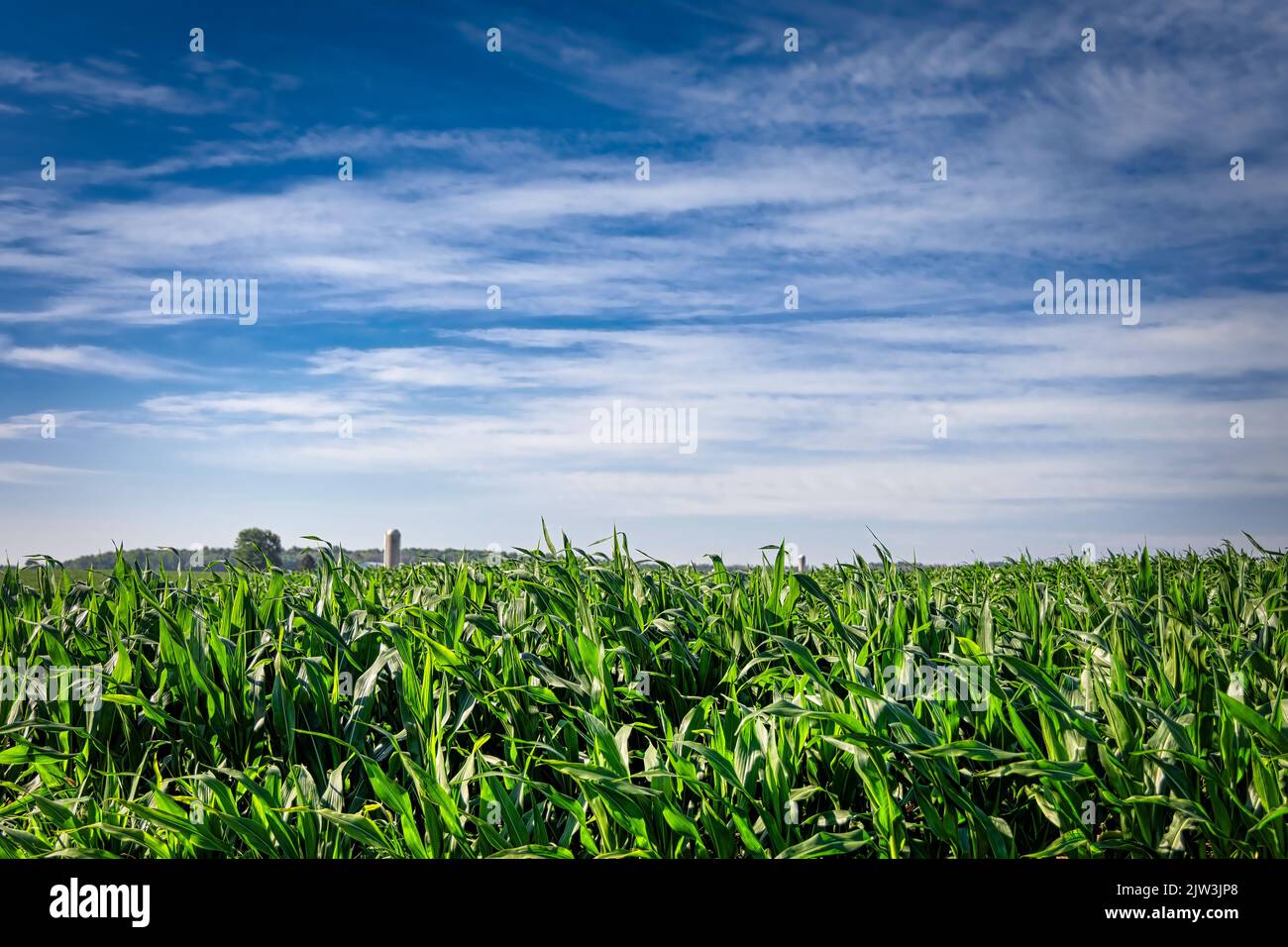 Una giornata di sole, con le foglie fruscianti al vento, su un campo di mais a metà ovest vicino Manitowoc, Wisconsin. Foto Stock