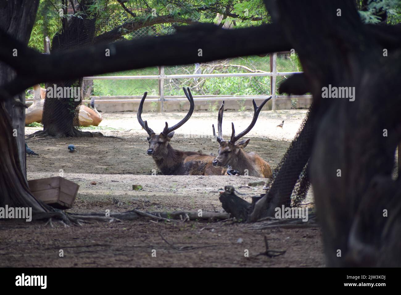 Cervi macchiati è in piedi sotto un albero. Vista dal parco zoologico nazionale di Nuova delhi, India. Foto Stock