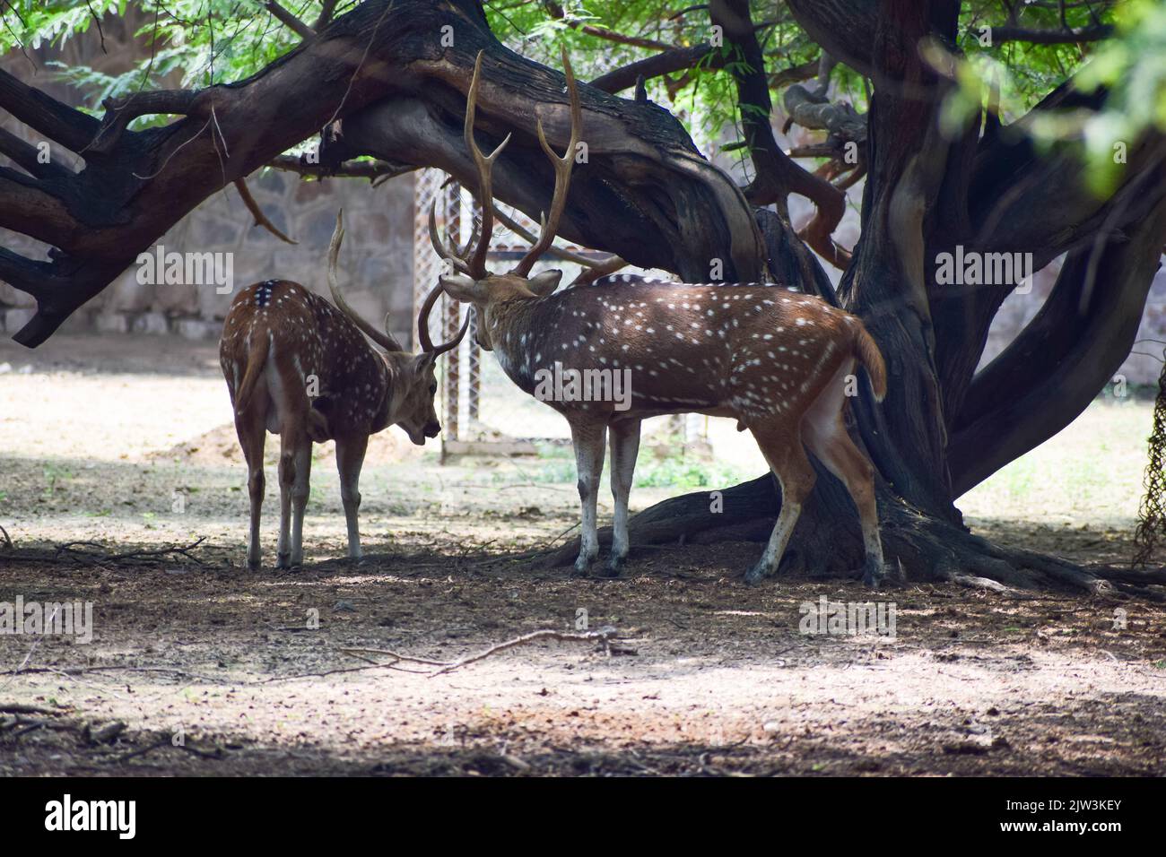 Cervi macchiati è in piedi sotto un albero. Vista dal parco zoologico nazionale di Nuova delhi, India. Foto Stock