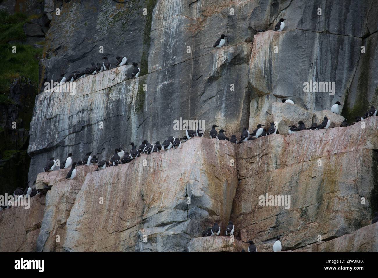 Colonia di Murres a panche di uccelli nella scogliera di Alkefjellet. Ospita oltre 60.000 paia di Guillemots Brunnichs. Hinlopen, Spitsbergen, Arcipelago di Svalbard, Foto Stock