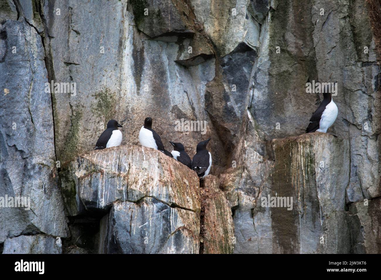 Colonia di Murres a panche di uccelli nella scogliera di Alkefjellet. Ospita oltre 60.000 paia di Guillemots Brunnichs. Hinlopen, Spitsbergen, Arcipelago di Svalbard, Foto Stock