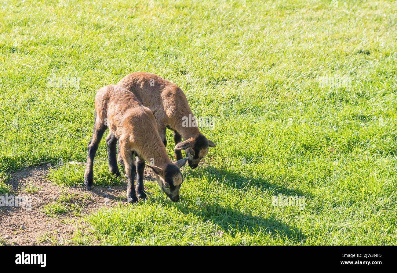 Due graziosi agnelli di pecora Camerun, la pecora Nana Camerun gioca su pascolo verde erba, fuoco selettivo Foto Stock
