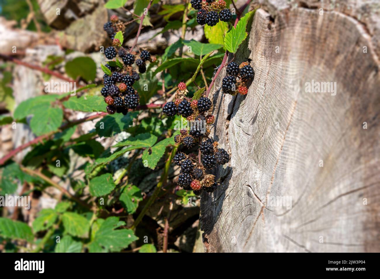 blackberie selvatiche mature che crescono nel bosco. Foto Stock