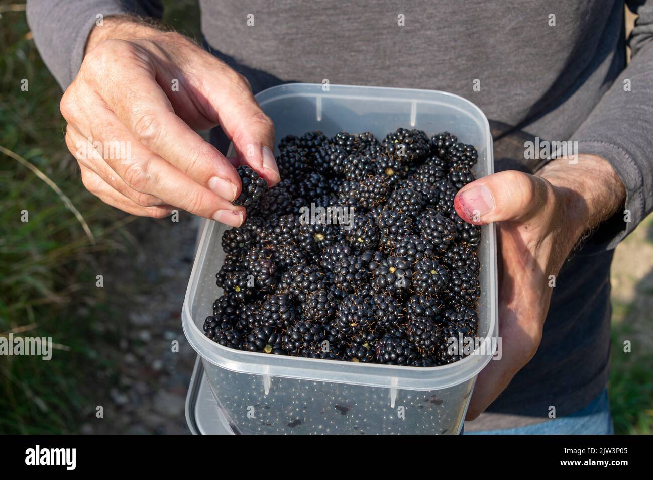 Persona in possesso di un contenitore di more selvatiche appena raccolte. Foto Stock