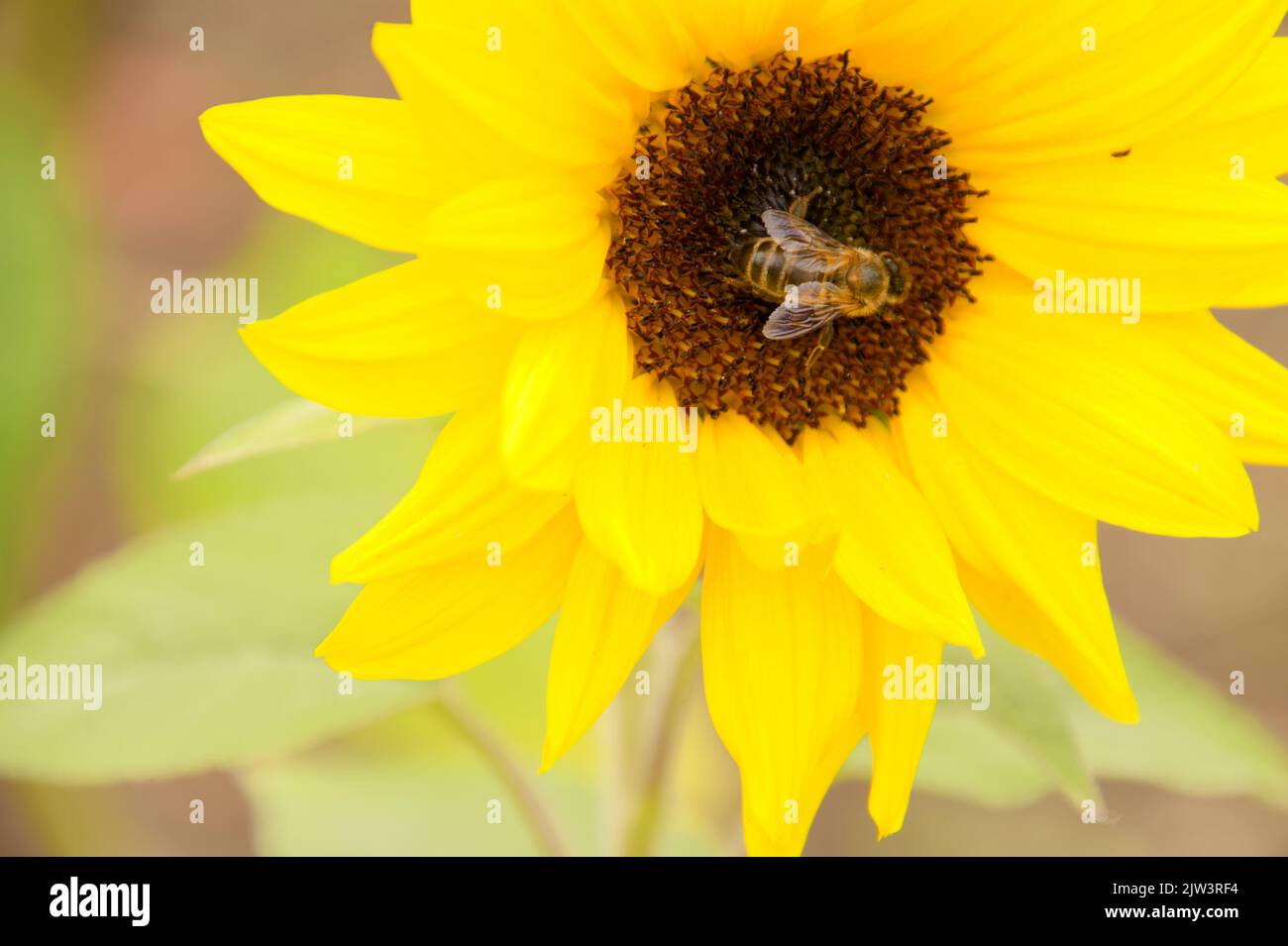 Ape di miele (Apis melifera) su un girasole (Helianthus), Charlecote Park, Warwickshire, Regno Unito Foto Stock