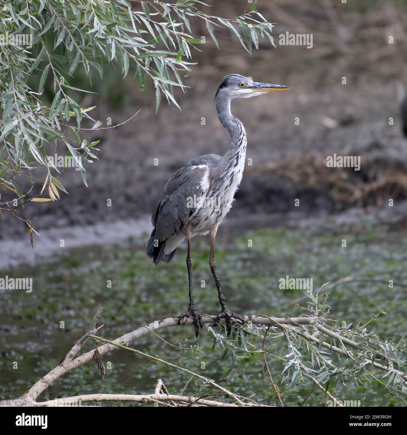 Un airone grigio in una siccità ha colpito la palude nel Regno Unito. Foto Stock