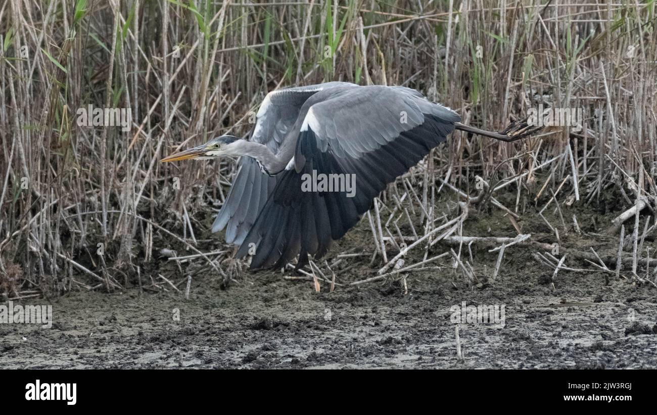 Un airone grigio in una siccità ha colpito la palude nel Regno Unito. Foto Stock