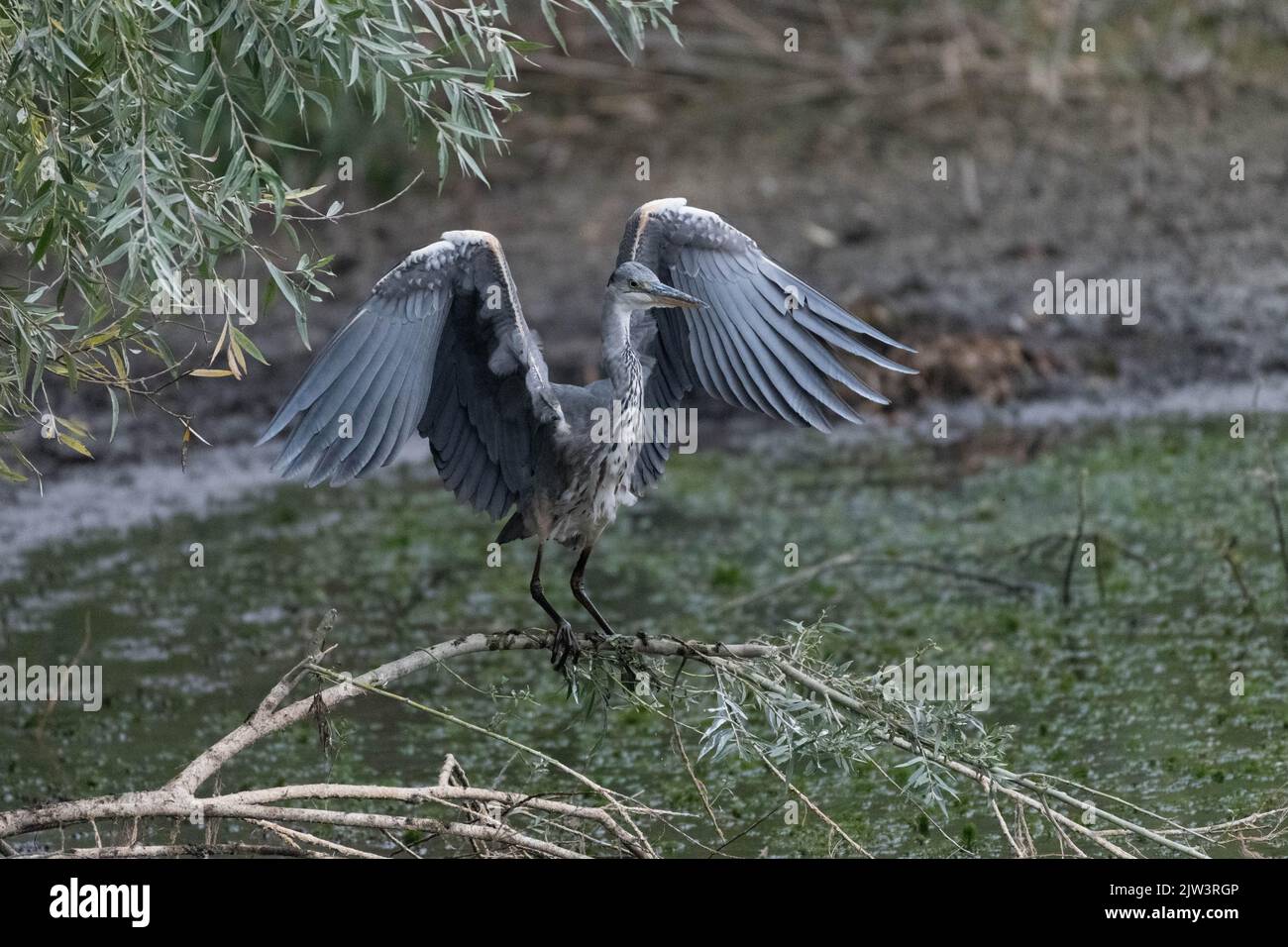 Un airone grigio in una siccità ha colpito la palude nel Regno Unito. Foto Stock