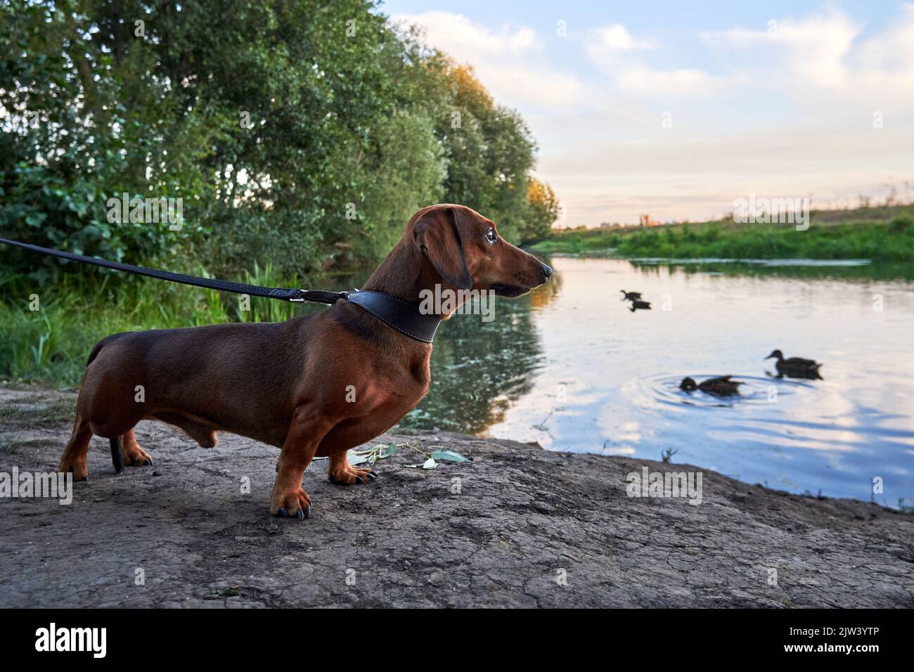 Dachshund rosso a pelo corto sulla riva del fiume con anatre che nuotano Foto Stock