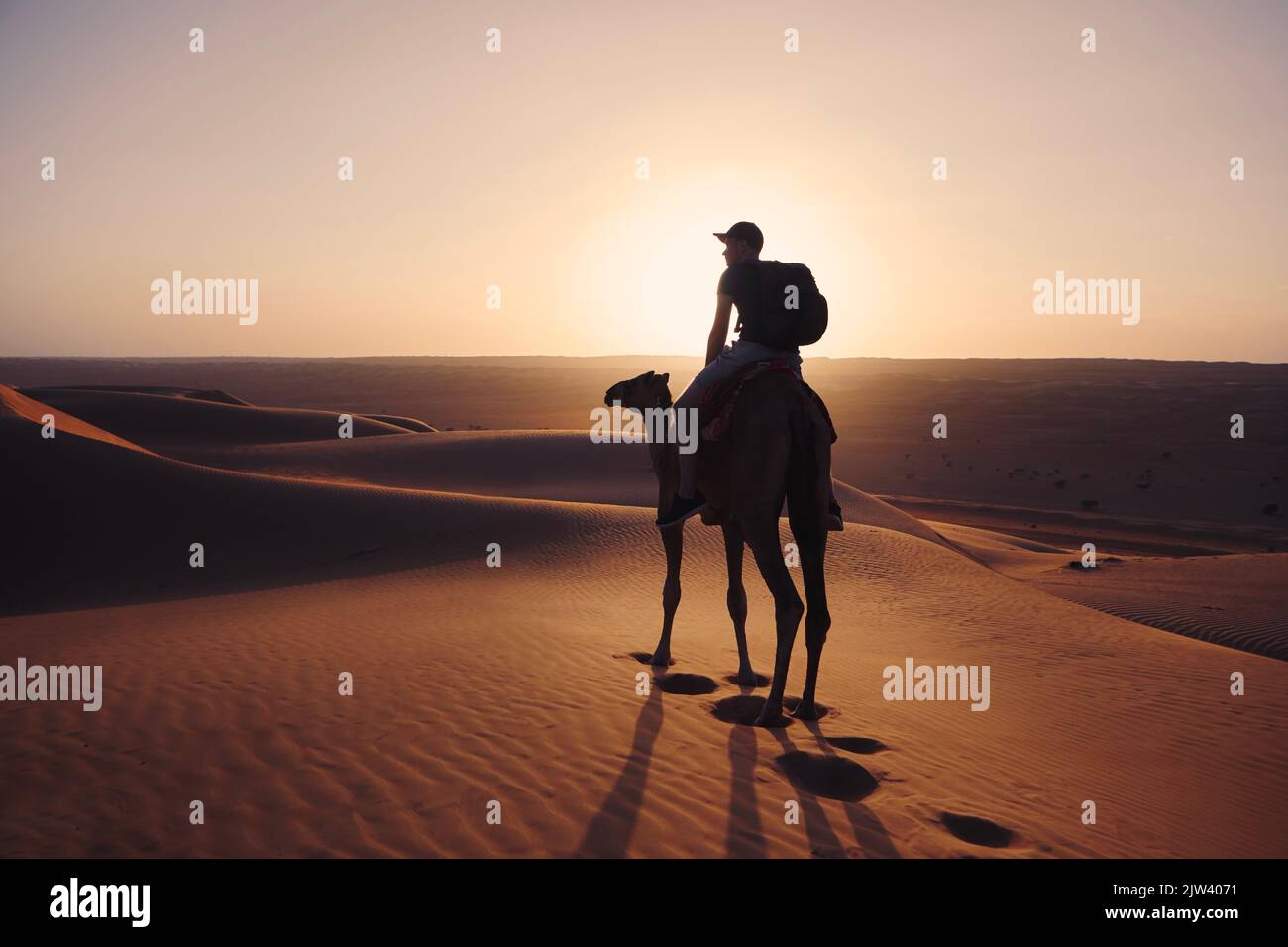 Giro in cammello nel deserto al tramonto dorato. L'uomo si diverte a viaggiare sulle dune di sabbia. Wahiba Sands in Sultanato di Oman. Foto Stock