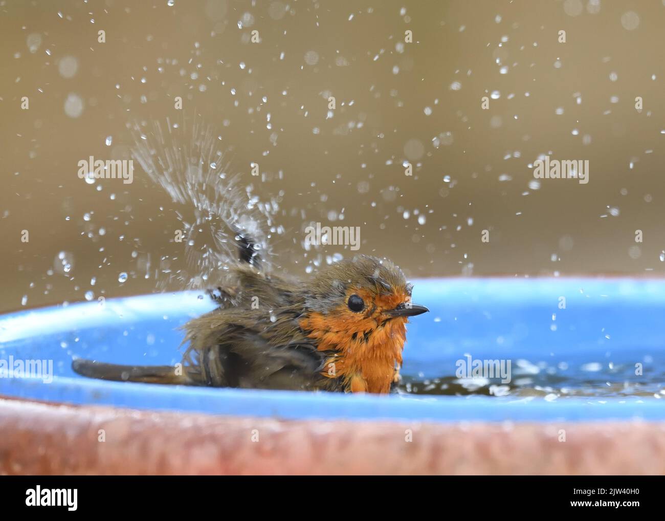 Un Robin (Erithacus rubecula) prende un bagno energetico in un bacino di plastica riempito d'acqua in un giardino domestico in Scozia. Foto Stock