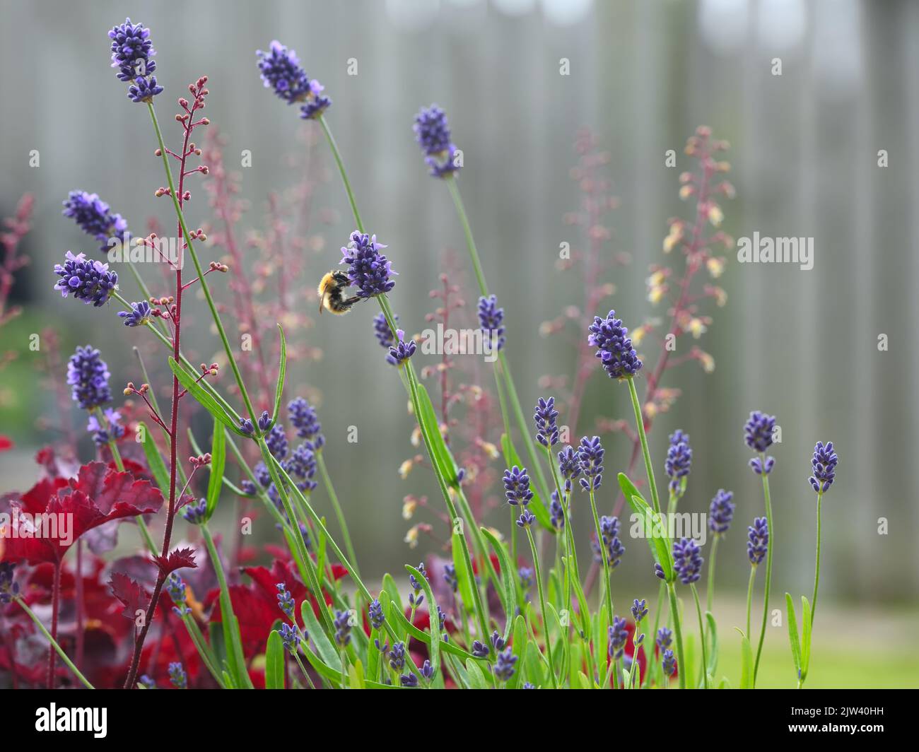 Lavanda, angustifolia di Lavandula, viola di essenza che è visitata da un'ape del carder in un ambiente del giardino in Scozia, Regno Unito Foto Stock