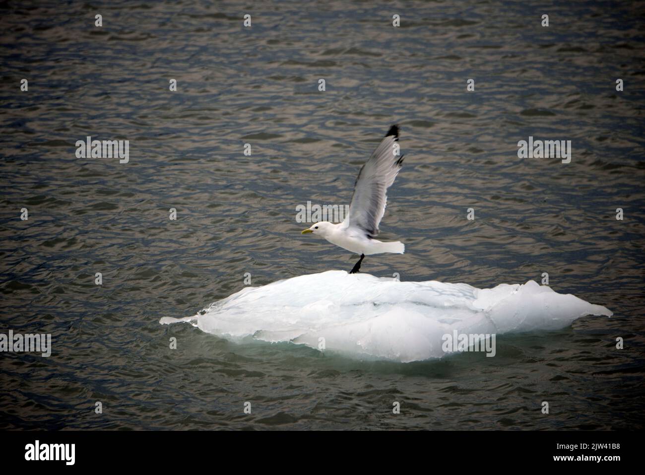 Seagull su un ghiaccio nel ghiacciaio Margerie e Mount Fairweather nel Glacier Bay National Park Alaska USA. Fusione dei ghiacciai. I ghiacciai dell'Alaska ar Foto Stock