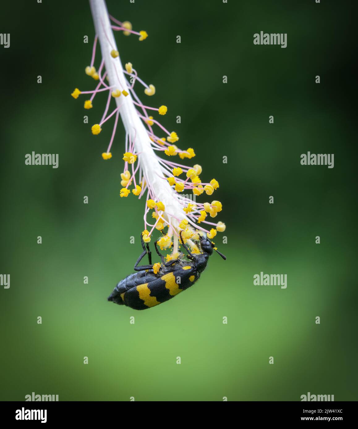 Bug giallo appeso su un fiore. Questa macro foto è stata scattata dal Bangladesh. Foto Stock