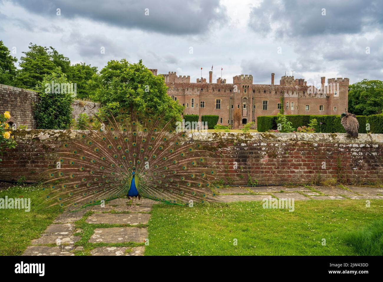 Un pavone e un paehen girovagano intorno ai giardini del Castello di Herstmonceux, Herstmonceux, Sussex orientale, Inghilterra, Regno Unito Foto Stock
