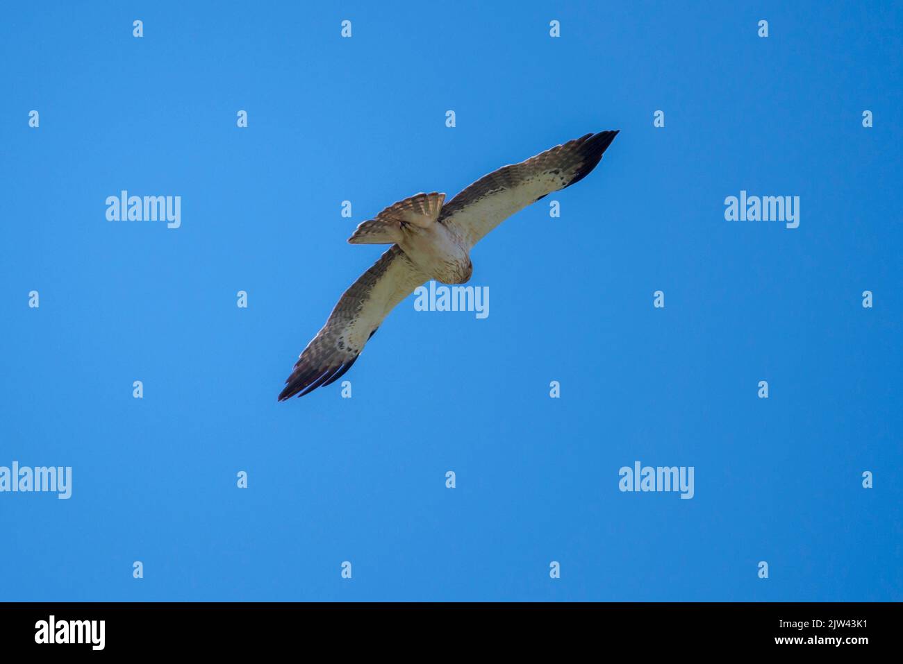 Aquila di serpente a punta corta, Circaetus gallicus, in volo. Foto scattata a Colmenar Viejo, provincia di Madrid, Spagna Foto Stock